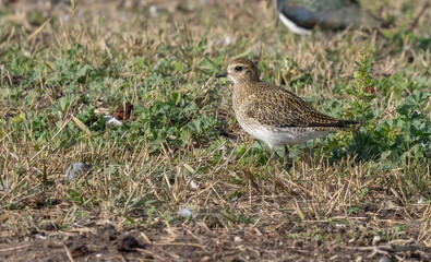 Fototapeta premium European Golden Plover in delta del llobregat, spain 