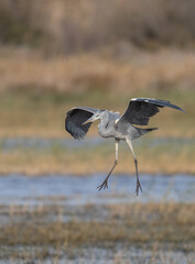 Grey Heron landing over the reeds	