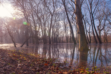 the trees on the river bank are flooded by the river Danube.