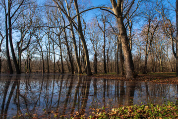 the trees on the river bank are flooded by the river Danube.