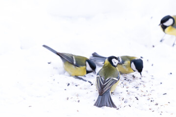 Tits are eating seeds in the snow