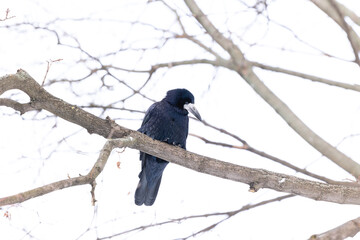 Crow on a branch in winter
