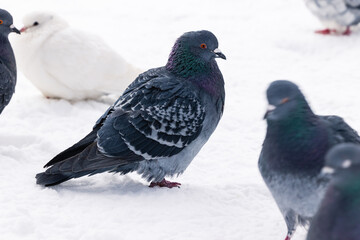 Pigeons on the snow close-up