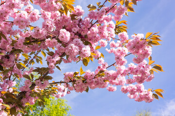 Blooming sakura branches against the blue sky