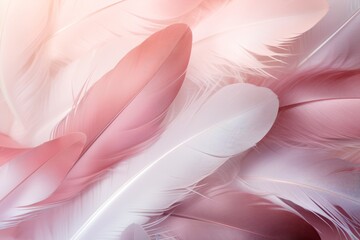 Beautiful abstract color white and pink feathers on white background 