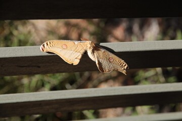 Male Emperor Gum Moth (Opodiphthera eucalypti) South Australia