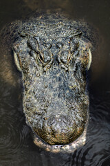 Close up of an American Alligator in the water 