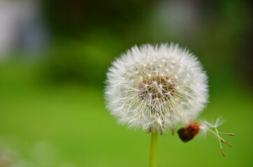 Dandelion Löwenzahn