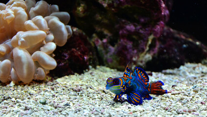 Mandarinfisch (Synchiropus splendidus) © Patrizio