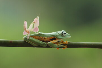 frog, mantis orchis, a cute frog and an orchid mantis on top of the body
