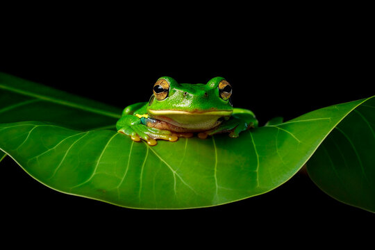 Generative AI illustration of vivid green tree frog resting on a large leaf with a stark black background highlighting its colors