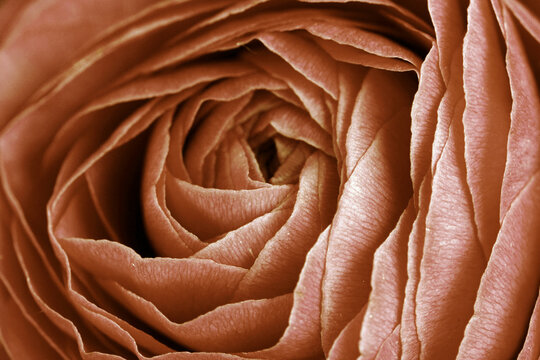 Nahaufnahme von den Blütenblättern einer Rose in Peach Fuzz