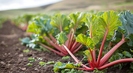 Fresh rhubarb with red stalks and lush green leaves growing in the soil of a sunlit field.