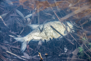Dead fish under dirty water. Concept of environmental pollution, climate change, save animals,...