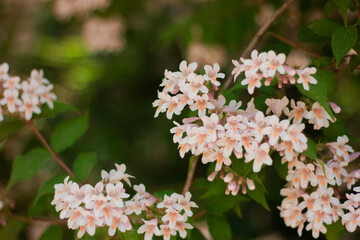 Linnaea amabilis rose flowers in sunny garden, closeup. Kolkwitzia amabilis pink blossoming beauty bush, close up.