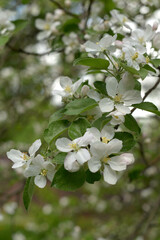 Blooming apple tree in spring, branches with white flowers, spring in the garden, selective focus. The photo is vertical.