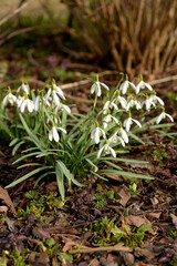 Blooming snowdrop, white spring flowers, primroses, a bush of a flowering plant in spring on a sunny day, vertical photo