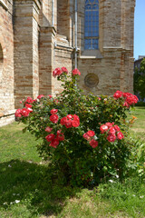 Fototapeta na wymiar A red rose blooms against the wall of an ancient building, a hot summer day, travel, vacation in the countryside, an old manor, a garden, vertical photography, selective focus
