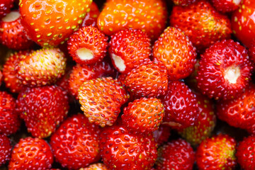 Fresh wild strawberries (Fragaria vesca)