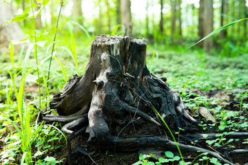Obraz premium natural roots in the forest