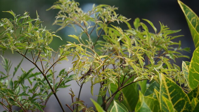 Polyscias fruticosa (Ming aralia, dwarf tree, Daun berlangkas, kuku garuda, pokok teh). In Asian countries, the leaves of the Polyscias fruticosa are used as a tonic, anti-inflammatory, 