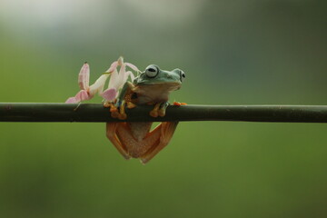 a frog, a mantis orchid, a cute frog and a mantis orchid beside him
