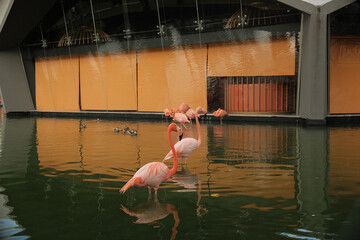 pink flamingos in the lake