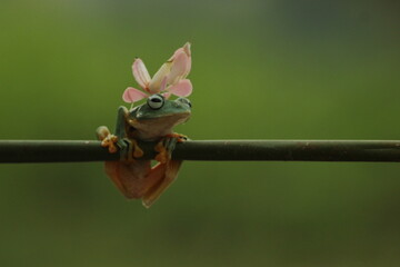 a frog, an orchid mantis, a cute frog and an orchid mantis on top of its body
