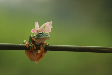 a frog, an orchid mantis, a cute frog and an orchid mantis on top of its body
