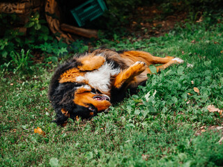 Huge Bernese mountain dog laying on green grass. Cute animal with black, brown and white fur in nature setting. King size home pet on summer vacation in rural area.