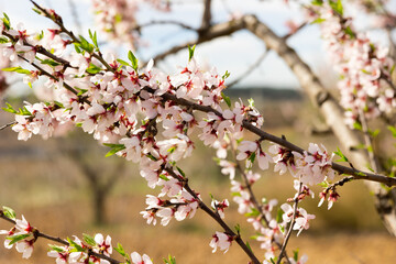 Branches of bloomed almond tree covered with blossoms having thin white petals