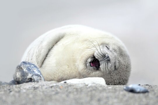 Grey seal (Halichoerus grypus), pup lying on the beach waiting for its mother who is foraging in the sea, Helgoland, Schleswig-Holstein, Germany, Europe
