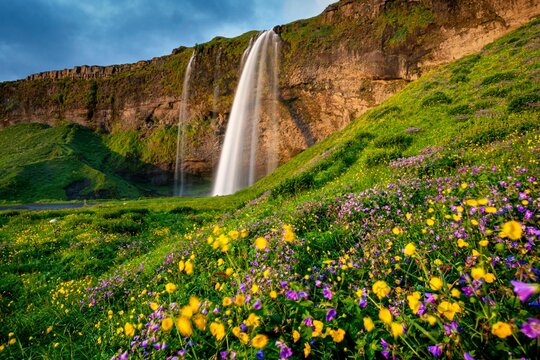 Waterfall with flower meadow at midnight sun, summer, Seljalandsfoss, South Iceland, Iceland, Europe