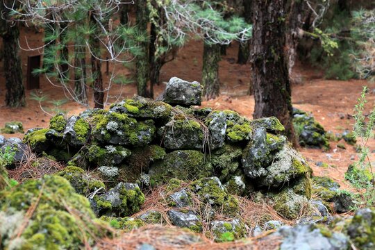 Landscape in the Refugio de El Pinar National Park, archaeological site, Lomo de las Casas and Los Corrales or Barranco de las Ovejas, La Palma, Canary Island, Spain, Europe