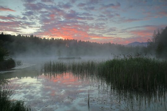 Moorland lake with morning glow, fog, common reed (Phragmites australis), birch (Betula), birch family (Betulaceae), mixed forest, Murnauer moss, Murnau, Upper Bavaria, Bavaria, Germany, Europe