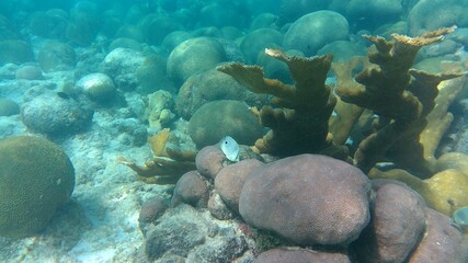 Peces y Arrecifes de Coral