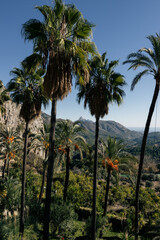 Fototapeta premium Mountain landscape, palm trees and jungle on a sunny day