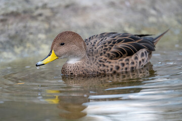 A female duck swims on the surface.