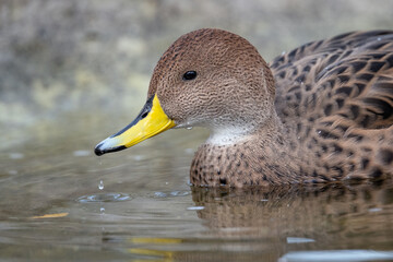 A female duck swims on the surface.