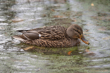 A female duck swims on the surface.