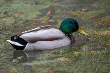 A male duck swims on the surface. 