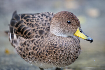 A female duck swims on the surface.