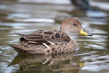A female duck swims on the surface.