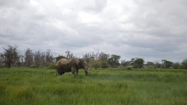 Giantic Old Male elephant with huge tasks Wildlife African Savannah