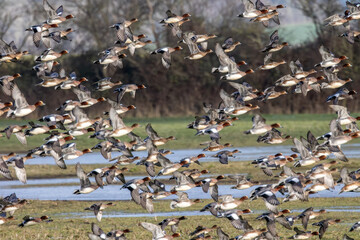A large group of widgeon ducks in flight.