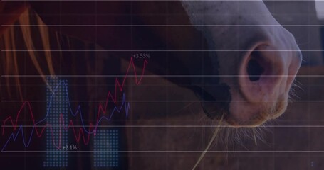 Animation of financial data processing over horse - Powered by Adobe