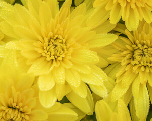 yellow chrysanthemum flowers