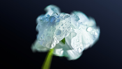 water drops on a flower, macro photography art