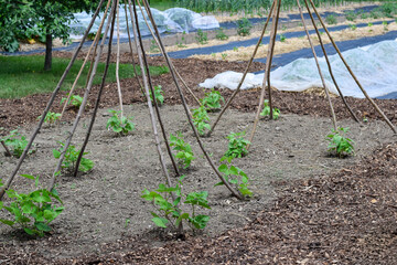 Closeup runner bean tipi support structures in a garden using sticks