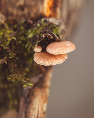 close up mushroom and moss 